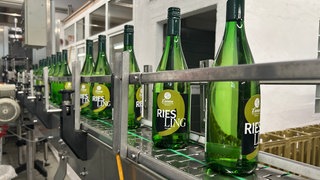 Frisch abgefüllte Riesling-Flaschen der Winzergenossenschaft Kallstadt auf einem Produktionsband.