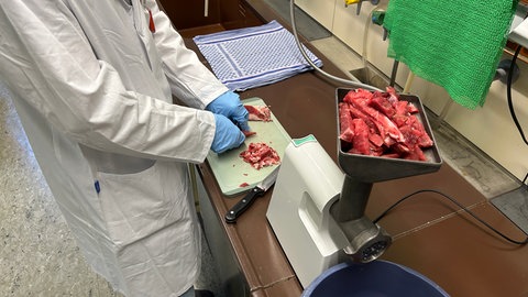 Ein Mitarbeiter des Landesuntersuchungsamt in Speyer untersucht, ob ein Stück Fleisch radioaktiv belastet ist.
