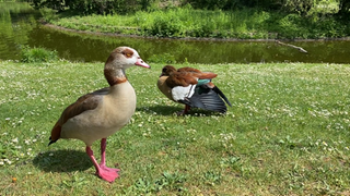 Zwei Nilgänse stehen auf einer Wiese vor dem großen Weiher im Ludwigshafener Ebertpark.