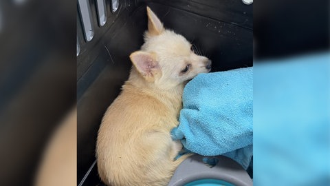 Dieser Hund ist später beim Tierarzt gestorben. Er ist einer der zehn Chihuahuas, die ein Winzer in einem Pfälzer Weinberg bei Freinsheim gefunden hatte.
