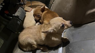 Diesen fünf Hunde sind von der Polizei in einem Pfälzer Weinberg bei Freinsheim eingesammelt worden.