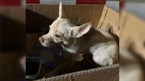 Dieser Hund hat den Vorfall überlebt. Er ist einer der zehn Chihuahuas, die Unbekannte in einem Pfälzer Weinberg zwischen Freinsheim und Erpolzheim ausgesetzt hatten.