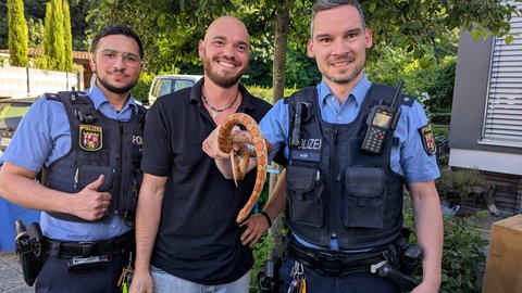 Polizisten haben in Wachenheim an der Weinstraße gemeinsam mit dem Reptilienexperten Kevin Keßler (Mitte) eine  exotische Schlange eingefangen. Die in Amerika heimische Kornnatter ist ungiftig und gilt als harmlos.