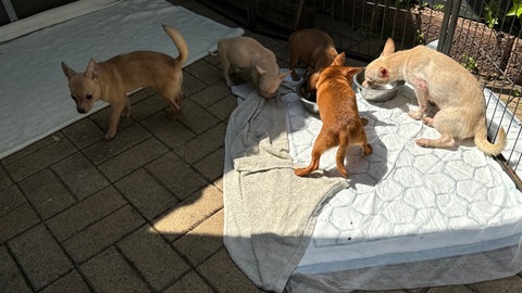Fünf der bei Freinsheim ausgesetzten Hunde sind nun in einer Dogstation in Hochspeyer untergebracht. Auf dem Bild sind die Hunde zu sehen: Drei trinken Wasser.