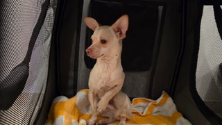 Das Bild zeigt einen der ausgesetzten Chihuahuas. Er wurde als letztes wieder gefunden.
