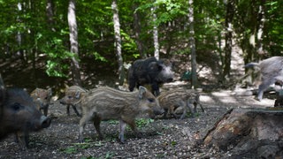 Eine Wildschwein-Rotte in Wald: Zwei Bachen mit ihren Frischlingen