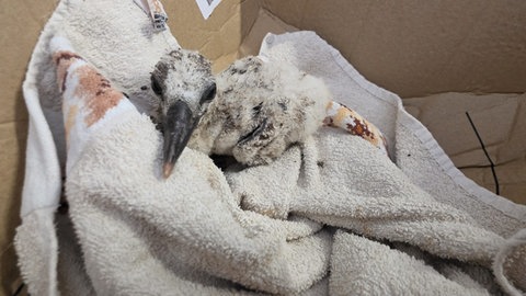 Dieser junge Storch ist aus dem Nest gefallen und Tierretterin Marie Luise Wiesenbach hat ihn aufgenommen. 