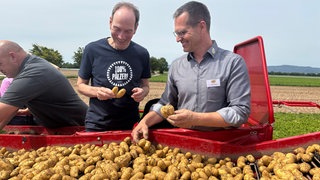 Pfälzer Grumbeere, Ernte der Frühkartoffeln