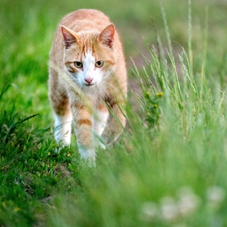 Eine Katze läuft durch ein Feld (Symbolbild): Im Neustadter Stadtteil Hambach ist ein Kater von Unbekannten mit einem Luftgewehr angeschossen worden