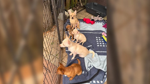 Das Bild zeigt fünf der Chihuahuas, die in der Pfalz von Unbekannten ausgesetzt worden sind. Einige von ihnen haben jetzt neue Besitzer gefunden. 