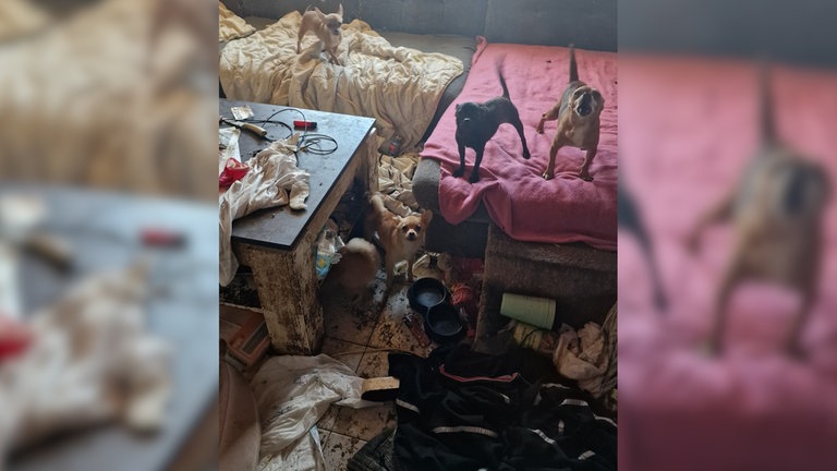 Das Bild zeigt zahlreiche Tiere, die im Rhein-Pfalz-Kreis gerettet wurden. 