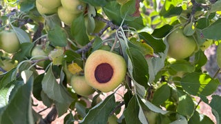 Obstbauern in der Pfalz in der Krise 