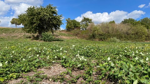 Landwirtin Römerberg