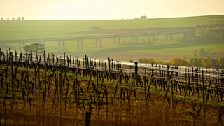 Rheinhessen im Frühling