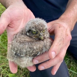 In Planig bei Bad Kreuznach werden junge Steinkäuze beringt. Dadurch können Daten über den Bruterfolg und ihre Ausbreitung gesammelt werden.