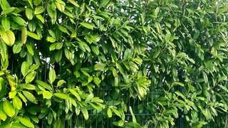 Der Kirschlorbeer gehört zu den invasiven Arten und macht dem Forstamt Rheinhessen unter anderem im Ober-Olmer Wald viel Arbeit.
