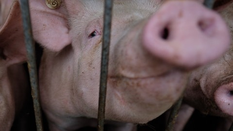 Schweinezuechter in Rheinhessen reagieren auf die Schweinepest. 
