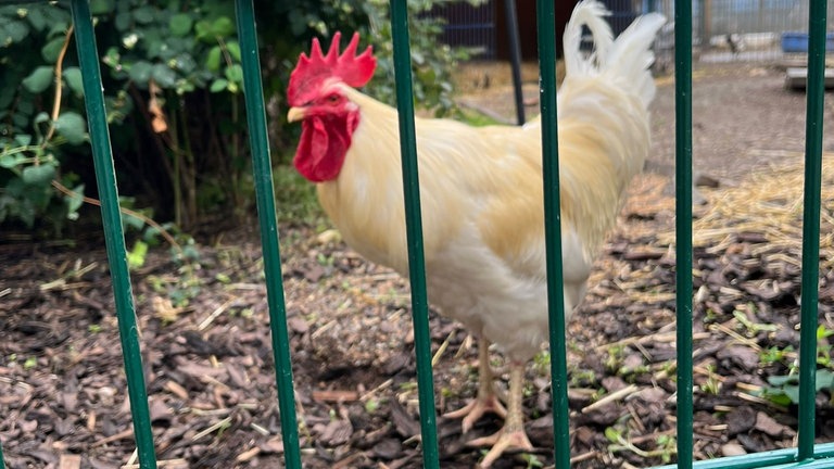 Hahn Umberto ist seit einem Jahr im Mainzer Tierheim. Er wurde als kleines Küken auf der Straße ausgesetzt. (Tierheim Mainz)