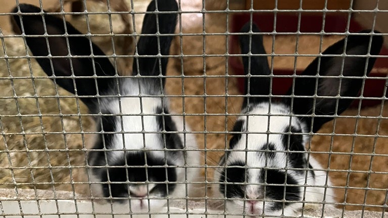 Die zwei Hasen Mirabelle und Aprikose waren zwölf Wochen alt, als sie im Tierheim Mainz abgegeben worden sind. Ihre Familie wollte den Hasennachwuchs nicht.