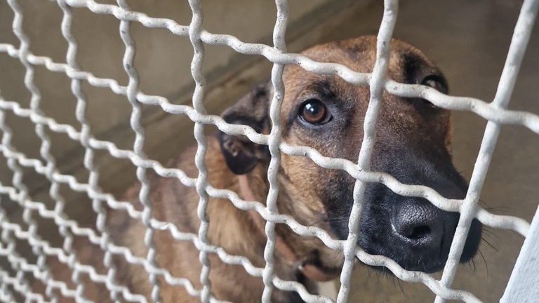 Sugar, ein Malinoi-Podenco-Mix,  ist seit März 2023 im Mainzer Tierheim. Er kommt aus Spanien. Sein Herrchen hat ihn abgegeben, weil er sich mit dem andereren Hund der Familie nicht verstanden hat.