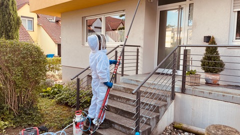 In Worms-Neuhausen entfernt der Experte an einem Wohnhaus das Nest der Afrikanischen Hornisse.