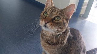 Kater Carlos fühlt sich bei der Autobahnpolizei Gau-Bickelheim wie Zuhause.