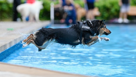 Ein Hund springt in ein Schwimmbecken - am Sonntag war das im Mainzer Taubertsbergbad und Wiesbadener Kallebad wieder möglich.