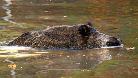 Ein schwimmendes Wildschwein. Gegen die Afrikanische Schweinepest werden Zäune am Ufer des Rheins errichtet. 