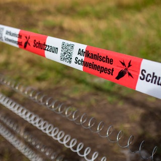 Ein Elektrozaun soll Wildschweine vor der Afrikanischen Schweinepest schützen.