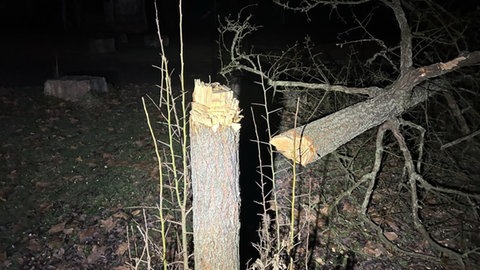 Schon im Dezember vergangenen Jahres haben Unbekannte einen Baum auf dem Spielplatz "Am Rodelberg" mit einer Axt gefällt.