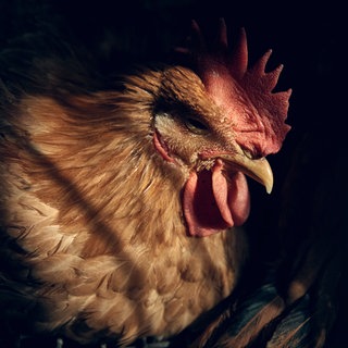 Huhn vor schwarzem Hintergrund