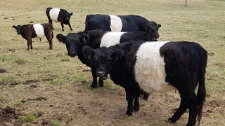 Galloway-Rinder wie diese beweiden ab jetzt den Polder bei Ingelheim.