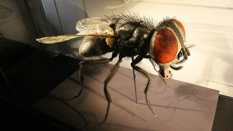 Einige Exponate sind stark vergrößert dargestellt, wie diese Fliege. So kann man unzählige Details mit dem bloßen Auge erkennen.