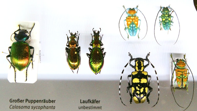 In der Welt der Käfer und Insekten gibt es Farben und Formen, die sich ein Mensch nicht ausdenken könnte.