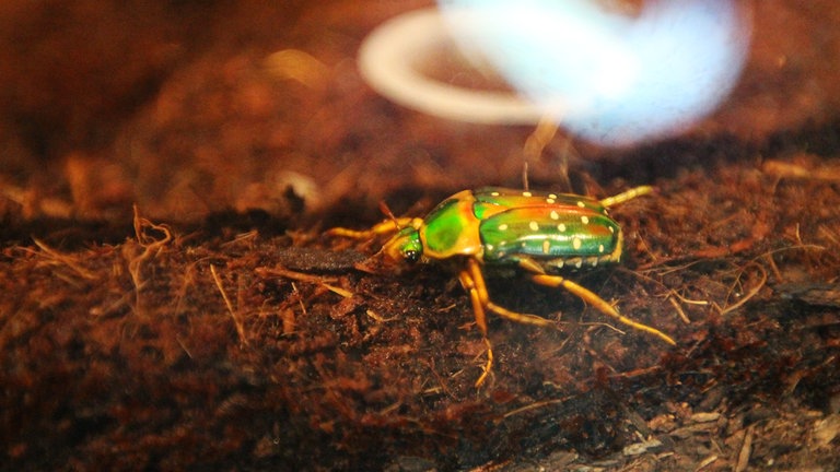 In der Ausstellung sind auch einige lebende Insekten zu sehen, wie dieser Rosenkäfer.