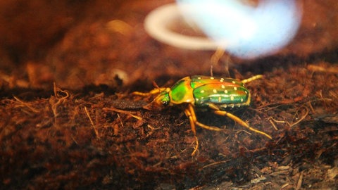 In der Ausstellung sind auch einige lebende Insekten zu sehen, wie dieser Rosenkäfer.