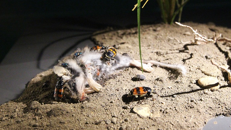 Die meisten Insekten erfüllen im Kreislauf der Natur wichtige Aufgaben. Diese Käfer "entsorgen" den Kadaver einer Maus und verwerten deren Überreste.