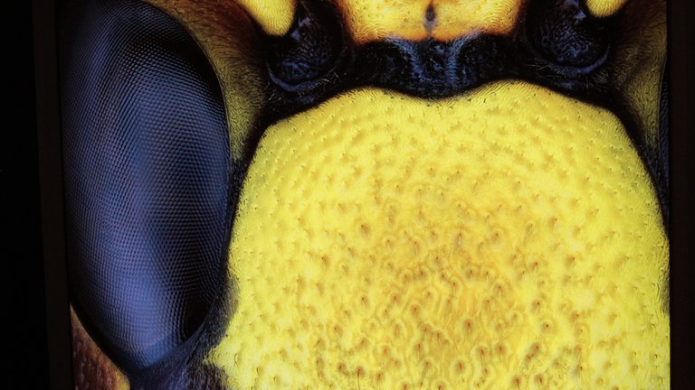 Zahlreiche Makroaufnahmen zeigen, wie komplex Insektenkörper entwickelt sind. Hier sieht man das Auge einer Wespe.