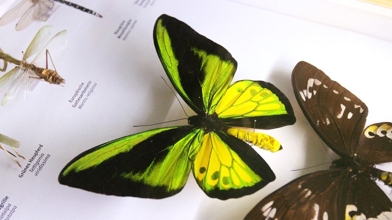Neben dem Goliath Vogelfalter werden in der Ausstellung "Insektomania" auch die größten Schmetterlinge der Welt ausgestellt.