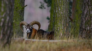 Ein Mufflon-Widder steht in einem Wald: Der Landesjagdverband kritisiert, dass Muffelwild jetzt bis Juli rund um die Uhr geschossen werden darf. 