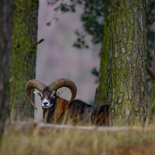Ein Mufflon-Widder steht in einem Wald: Der Landesjagdverband kritisiert, dass Muffelwild jetzt bis Juli rund um die Uhr geschossen werden darf. 