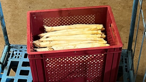 Die erste Spargelernte 2025 im Mainzer Stadtteil Finthen