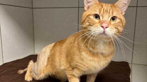 Kater Amadeus ist querschnittgelähmt. Er wurde vor dem Tierheim Bad Kreuznach abgelegt.