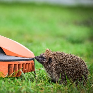 Mähroboter sind eine große Gefahr für Igel. Wenn sie in der Dämmerung und in der Nacht durch die Gärten fahren können sie Igel schwer verletzen. Die Stadt Mainz hat jetzt Mähroboter nachts verboten. 
