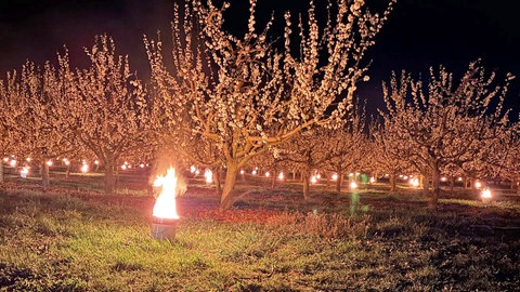 In frostigen Frühlingsnächten stellen Obstbauern in Rheinhessen Frostkerzen auf, damit die Blüten der Obstbäume nachts nicht erfrieren.