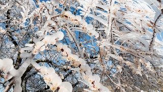 Die Frostschutzberegnung soll die Blüten "warm halten".