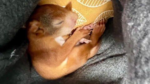 Im Mainzer Tierheim wurde ein dehydriertes Eichhörnchen abgegeben. 