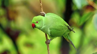 Ein Halsbandsittich sitzt auf einem Ast. Die Art breitet sich weiter in Rheinhessen aus. 