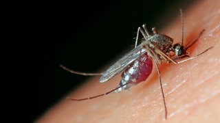 Eine vollgesaugte Stechmücke auf einem Arm: Schnakenbekämpfung- in Mainz gibt es wieder kostenlos BTI-Tabletten