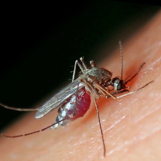 Eine vollgesaugte Stechmücke auf einem Arm: Schnakenbekämpfung- in Mainz gibt es wieder kostenlos BTI-Tabletten